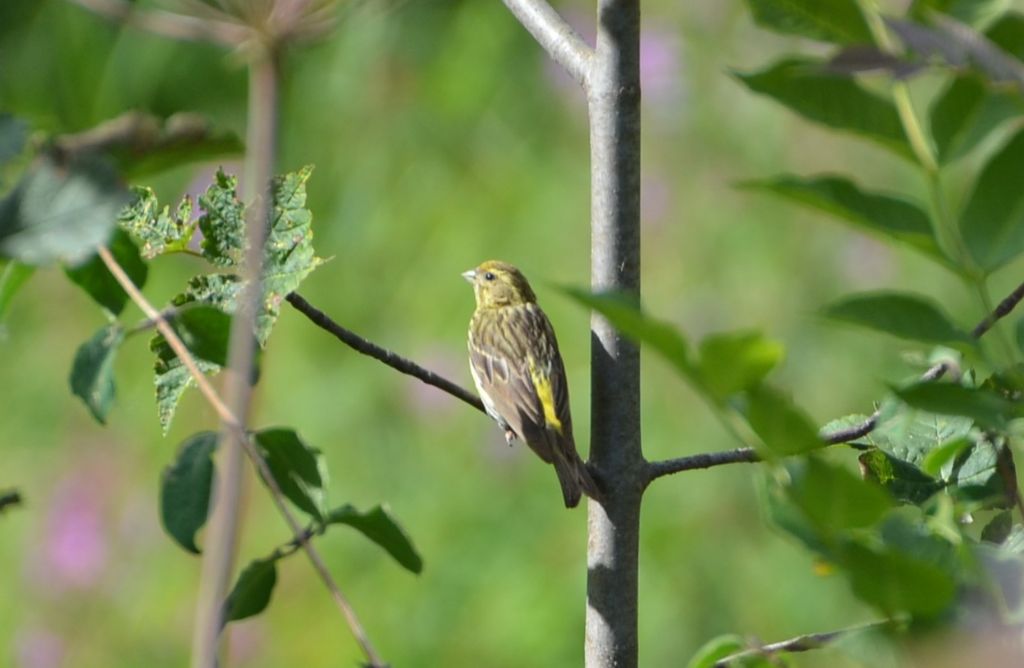 aiuto identificazione 2